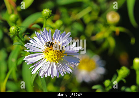 Makroaufnahme einer Biene Fütterung auf Gänseblümchen Stockfoto