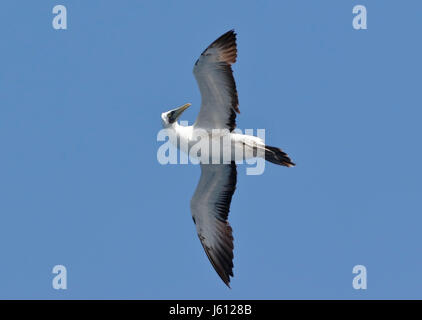 maskierte Sprengfallen (Sula Dactylatra) Erwachsenen fliegen über den Ozean vor der Küste von Brasilien Stockfoto