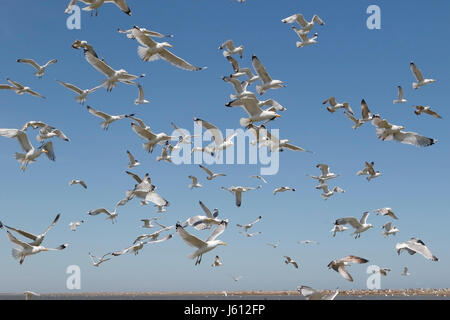 Kaspische Möve (Larus Cachinnans) Vogelschwarm Fütterung über Wasser, Schwarzes Meer, Rumänien Stockfoto