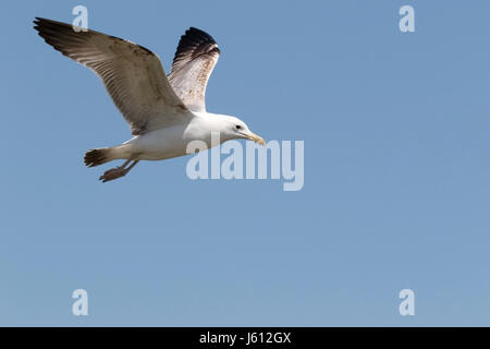 Kaspische Möve (Larus Cachinnans) unreifen Vogel fliegt über Schwarzes Meer, Rumänien Stockfoto