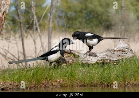 Zwei Erwachsene eurasischen Elster (Pica Pica) thront auf Baumstumpf, Rumänien Stockfoto