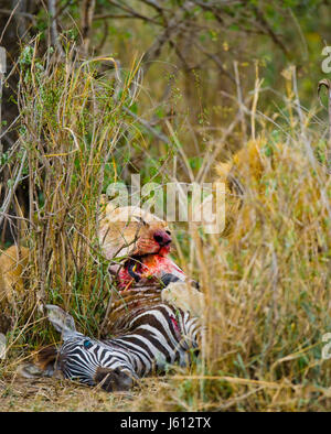 Löwe isst tödliches Zebra. Nationalpark. Kenia. Tansania. Masai Mara. Serengeti. Stockfoto