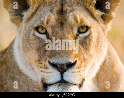 Porträt einer Löwin. Nahaufnahme. Kenia. Tansania. Maasai Mara. Serengeti. Stockfoto