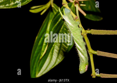 Fünf-spotted Hawk Moth Larve auch eine Tomaten-Hornworm Stockfoto