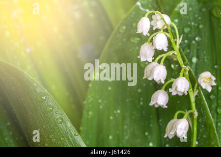 Lily Of The Valley hautnah. Mai-Lily verlässt mit Tautropfen. Sonnenstrahlen auf Frühlingsblumen. Stockfoto