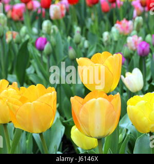 Gelbe Tulpen mit rosa, weiß, lila und rote Tulpen im Hintergrund Stockfoto