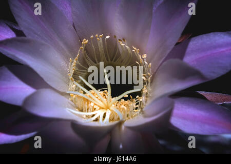 Kaktus-Blume-Makroaufnahme Stockfoto