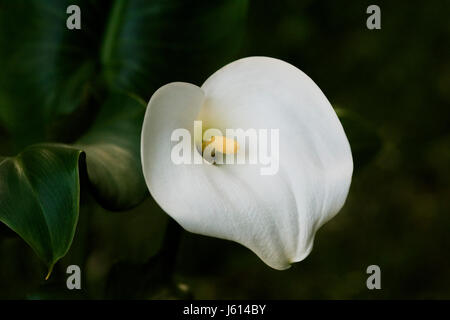 Nahaufnahme von Calla Lilie Blumen vor natürlichen grünen Hintergrund Stockfoto