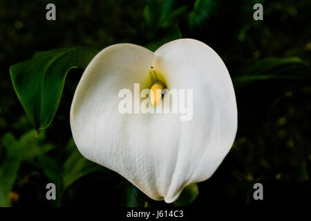 Nahaufnahme von Calla Lilie Blumen vor natürlichen grünen Hintergrund Stockfoto