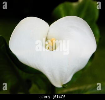 Nahaufnahme von Calla Lilie Blumen vor natürlichen grünen Hintergrund Stockfoto
