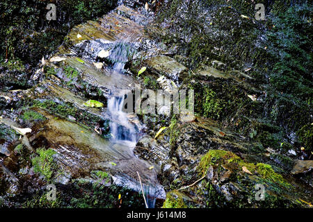 Wasserfall Picton Neuseeland üppigen Regenwald Stockfoto