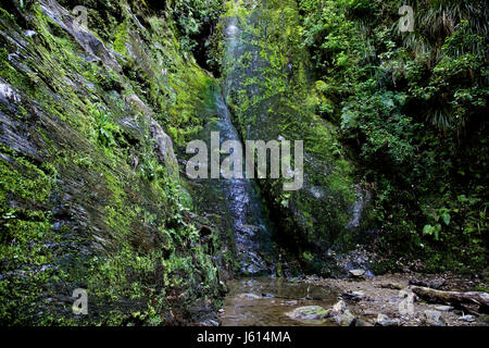 Wasserfall Picton Neuseeland üppigen Regenwald Stockfoto