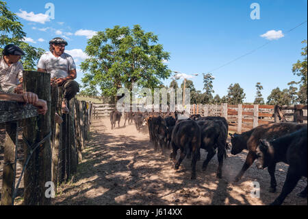 Tacuarembo, Uruguay - 25. Oktober 2012: Gauchos beobachten wie eine Herde von jungen Bullen Kälber zu den Auktionen geht.  Gaucho ist ein Bewohner des südlichen Ameri Stockfoto