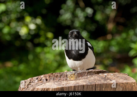 Elster Pica Pica Garten Schubkarre nach Nahrung suchen. UK Stockfoto