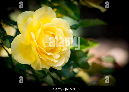 Gelbe Rose im Balboa Park in San Diego, Kalifornien Stockfoto