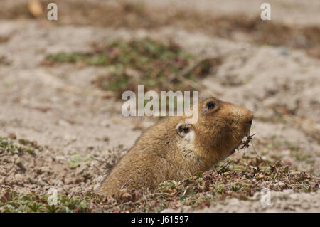 Riesen Maulwurf-Ratte (Tachyoryctes Macrocephalus)-Erwachsene, Blick aus einem Burrow, Bale-Mountains-Nationalpark, Äthiopien-Afrika Stockfoto