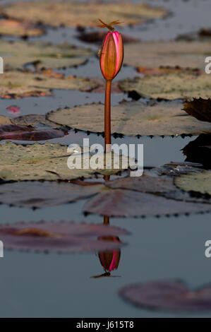 Eine Libelle sitzt auf einer rosa Lilly in Angkor Wat Stockfoto