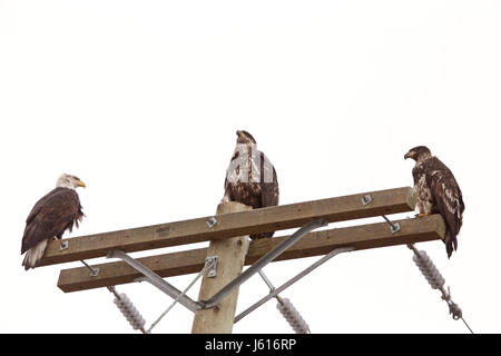 Weisskopfseeadler British Columbia männliche, weibliche und Jugendliche Stockfoto