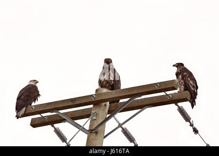 Weisskopfseeadler British Columbia männliche, weibliche und Jugendliche Stockfoto