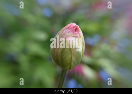 Rosa Tulpe Bud Stockfoto