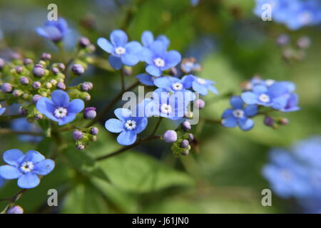 Jack Frost Blumen Stockfoto