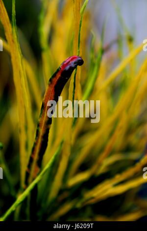 kleine rote & gelbe Kroton Blätter Stockfoto