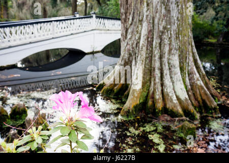 Charleston South Carolina, Lowcountry, Ashley River Road, Magnolia Plantation & Gardens, 1676, Kulturerbe, lange Brücke, See, rosa Blume, Zypresse, SC091121031 Stockfoto