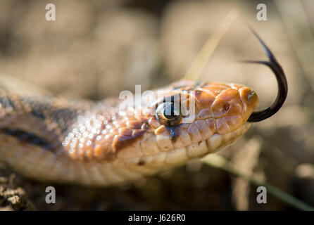 Elkton, OREGON, USA. 18. Mai 2017. Eine Stier-Schlange schnippt seine Zunge während sonnen sich auf der Seite einer Landstraße nahe Elkton in ländlichen Oregon.The Bullsnake, auch bekannt als die Gopher Snake, eines der größten Schlangen in Kanada und den Vereinigten Staaten heimisch ist. Bildnachweis: Robin Loznak/ZUMA Draht/Alamy Live-Nachrichten Stockfoto