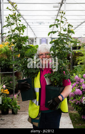 London, UK. 19. Mai 2017. Die Vorbereitungen sind im Gange auf der 2017 RHS Chelsea Flower Show die für die Öffentlichkeit am Dienstag öffnet. Foto: Lebendige Bilder/Alamy Live-Nachrichten Stockfoto