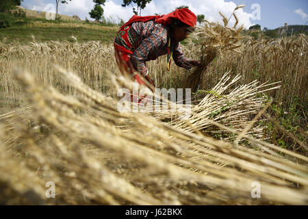 Lalitpur, Nepal. 19. Mai 2017. Eine nepalesische Bäuerin verwendet eine Sichel, um Weizen in Lalitpur, Nepal auf Freitag, 19. Mai 2017 zu ernten. Bildnachweis: Skanda Gautam/ZUMA Draht/Alamy Live-Nachrichten Stockfoto