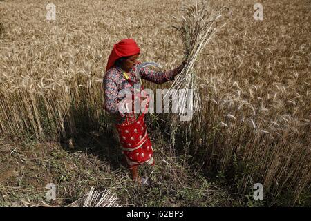 Lalitpur, Nepal. 19. Mai 2017. Eine nepalesische Bäuerin verwendet eine Sichel, um Weizen in Lalitpur, Nepal auf Freitag, 19. Mai 2017 zu ernten. Bildnachweis: Skanda Gautam/ZUMA Draht/Alamy Live-Nachrichten Stockfoto