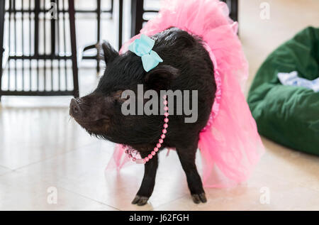 Wellington, Florida, USA. 19. Mai 2017. Blau ist ein 3-Year-Old Pot bellied Therapie Schwein im Besitz von Jahaira Zamora-Duran in Wellington, Florida am 19. Mai 2017. Bildnachweis: Allen Eyestone/The Palm Beach Post/ZUMA Draht/Alamy Live-Nachrichten Stockfoto