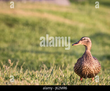 Mallard Duck weiblich stehend in Grass mit Textfreiraum Stockfoto