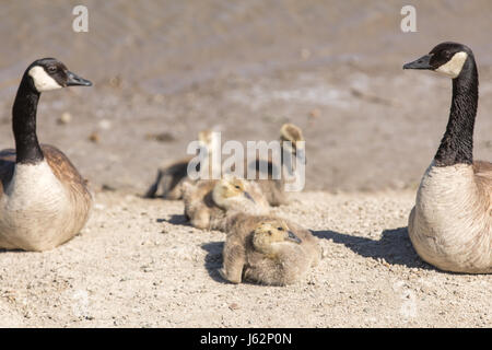 Kanada Gänse (Branta Canadensis) Eltern beobachten Gänsel Stockfoto