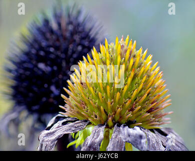 verderbliche Tod verwelken alte Herbst Herbst Tod sterben Ende verwester Igel Widerrist Stockfoto