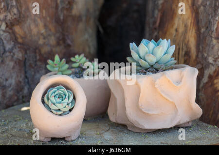 Wunderschön saftig auf Blume riesig Stockfoto