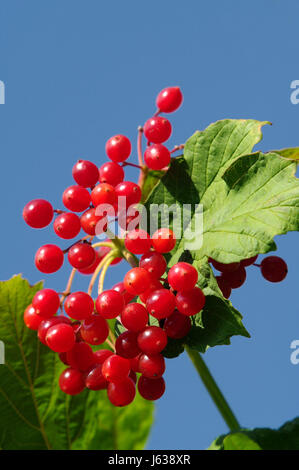 Garten Stammarten Früchte Strauch Beeren Gärten Schneeball blau süß Garten Stockfoto