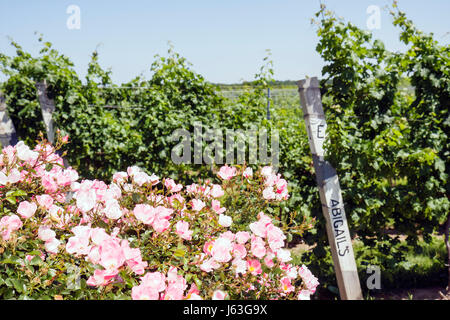 Michigan, MI, mich, Upper Midwest, Berrien Springs, Domaine Berrien Cellars, Weingut, Weinberge, Weingut, Trauben, Bauernhof, Landwirtschaft, Landgut in Flaschen abgefülltem Wein, Weinbau Stockfoto