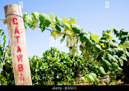 Michigan Berrien Springs, Domaine Berrien Cellars, Weingut, Trauben, Bauernhof, Weingut in Flaschen, Weinbau, Pflanzen, Obst, Post, Schild, Catawba, Vielfalt, vi Stockfoto