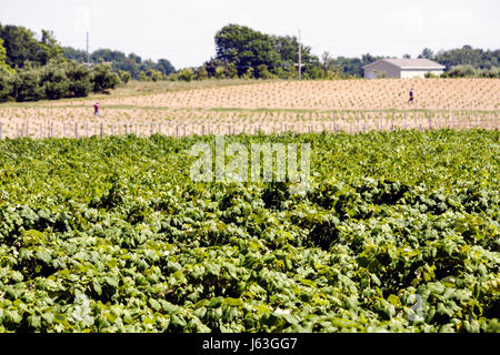 Michigan Berrien Springs, Domaine Berrien Cellars, Weingut, Trauben, Bauernhof, Weingut in Flaschen, Weinbau, Pflanzen, Reben, neuer Boden, MI080714051 Stockfoto