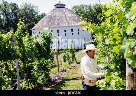 Michigan Baroda, The Round Barn Winery Distillery & Brewery, hispanische Männer männlich, Arbeiter, Arbeiter, Arbeiter, Migranten, Weinbau, restaurierte Amish-Scheune, vineya Stockfoto