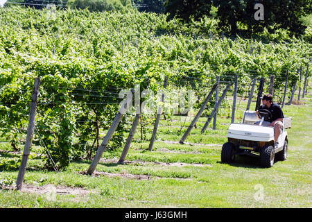 Michigan, MI, mich, Upper Midwest, Baroda, The Round Barn Winery Distillery and Brewery, Landwirtschaft, Weinbau, Weinberge, Weintrauben, Pflanzen, adulter adul Stockfoto