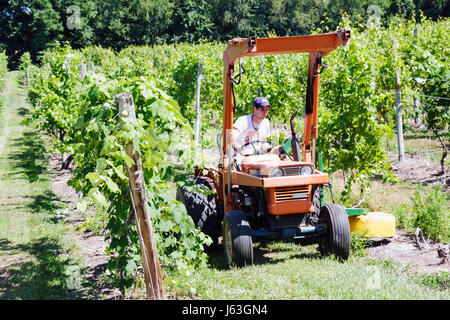 Michigan Baroda, The Round Barn Winery Distillery & Brewery, Männer männlich, Arbeiter, Arbeiter, Arbeiter, Weinbau, Weintrauben, Pflanzen, Kubota Traktor, Orang Stockfoto