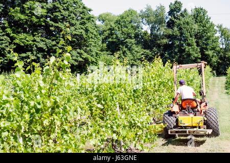 Michigan, MI, mich, Upper Midwest, Baroda, The Round Barn Winery Distillery and Brewery, Erwachsene Erwachsene Männer Männer, Arbeiter, Arbeiter, Arbeiter, Landwirtschaft, Viticu Stockfoto