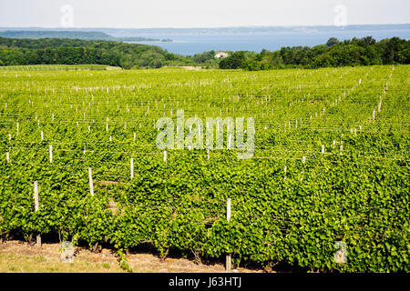 Michigan Traverse City, Old Mission Peninsula, Chateau Grand Traverse, Weingut West Arm Grand Traverse Bay, Weinbau, Pflanzen, Trauben, landschaftlich, Reben, MI0807 Stockfoto