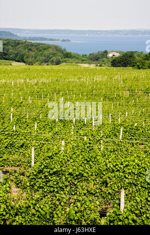 Michigan Traverse City, Old Mission Peninsula, Chateau Grand Traverse, Weingut West Arm Grand Traverse Bay, Weinbau, Pflanzen, Trauben, landschaftlich, Reben, MI0807 Stockfoto