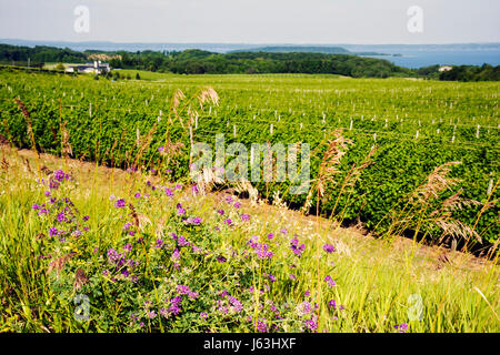 Michigan Traverse City, Old Mission Peninsula, Chateau Grand Traverse, Weingut West Arm Grand Traverse Bay, Weinbau, Pflanzen, Trauben, Reben, landschaftlich, Wildfl Stockfoto