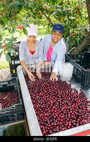 Michigan Traverse City, Old Mission Peninsula, Süßkirschen, hispanische Frauen, Arbeiter, Arbeiter, Arbeiter, Bauernhof, Ernte, Obst, Obstgarten, Cerasus, Kult Stockfoto