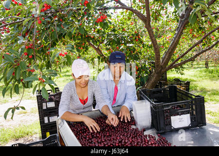 Michigan Traverse City, Old Mission Peninsula, Süßkirschen, hispanische Frauen, Arbeiter, Arbeiter, Arbeiter, Bauernhof, Ernte, Obst, Obstgarten, Cerasus, Kult Stockfoto