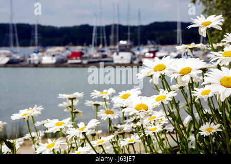 Michigan Traverse City, Old Mission Peninsula, West Arm Grand Traverse Bay, Bowers Harbour Beach, Marina, Blick auf den Yachthafen, Gänseblümchen, MI080717098 Stockfoto